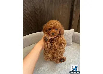 a poodle dog sitting on a couch